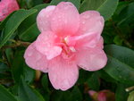 vignette Camellia 'Spring Awakening', hybride