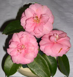 vignette Camellia 'Spring Festival', hybride