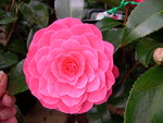 vignette Camellia 'Spring Formal', japonica