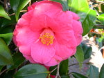 vignette Camellia 'Grard Mellier', japonica