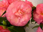 vignette Camellia 'Spring Sonnet', japonica