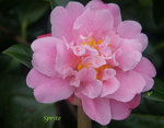 vignette Camellia 'Sprite', hybride