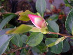 vignette Camellia 'Surprise',