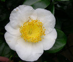 vignette Camellia 'Surusumi', japonica