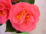 vignette Camellia 'Susan Shackelford', japonica