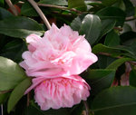 vignette Camellia 'Sweet Emily Kate', hybride
