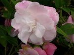 vignette Camellia 'Sweet Jane', hybride