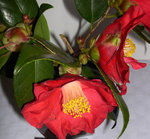 vignette Camellia 'Sylva', japonica