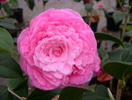 vignette Camellia 'Sympatica',