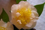 vignette Camellia 'Taffeta Tutu', japonica