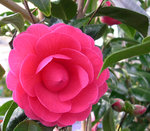 vignette Camellia 'Tamzin Coull', hybride