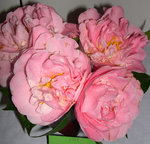 vignette Camellia 'Tiffany', japonica