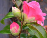 vignette Camellia 'Tiny Bell', japonica