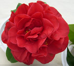 vignette Camellia 'Tom Knudsen', reticulata
