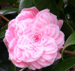 vignette Camellia 'Tom Pouce', japonica