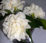 vignette Camellia 'Trewithen White', japonica