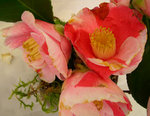 vignette Camellia 'Tricolor' (de Siebold), japonica