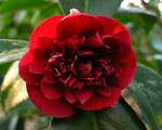 vignette Camélia ' BURGUNDY GEM ' camellia japonica