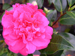 vignette Camellia 'Tristem Carlyon', reticulata