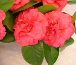 vignette Camellia 'Triumphans', japonica