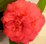 vignette Camellia 'Triumphans', japonica
