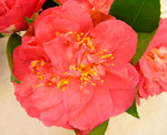 vignette Camellia 'Vega', japonica