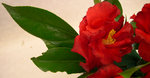 vignette Camellia 'Ville de Nantes Red', japonica