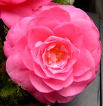 vignette Camellia 'Water Lily', x williamsii