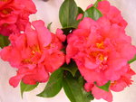 vignette Camellia 'Wilber Foss', x williamsii