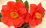 vignette Camellia 'William Hertrich', reticulata