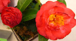 vignette Camellia 'Winter Gem', x williamsii
