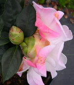 vignette Camellia 'White Retic', reticulata