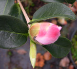 vignette Camellia 'White Retic', reticulata