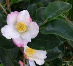 vignette Camellia 'Yoimachi', hybride