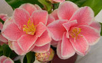 vignette Camellia 'Yours Truly', japonica