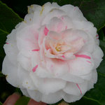 vignette Camellia 'Zorade Vanzi', japonica