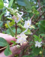 vignette Lonicera fragrantissima / Caprifoliaceae / Chine