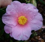 vignette Camellia japonica 'Magali'   (Roger Sander, B 1914)