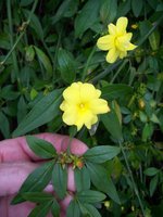 vignette Jasminum mesnyi / Oleaceae /  s-o Chine