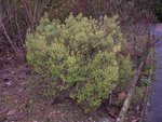 vignette Olearia nummulariifolia  / Asteraceae  / Nouvelle-Zlande