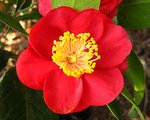 vignette Camélia ' SAN DIMAS ' camellia japonica