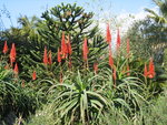 vignette Aloe arborescens et araucaria araucana