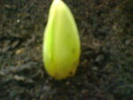 vignette pousse de tulipe