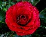vignette Camélia ' ROGER HALL' camellia japonica