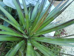 vignette Yucca aloifolia