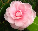 vignette Camélia ' MADAME CORMERAIS-BAHUAUD' camellia japonica