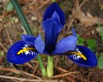 vignette Iris  botanique, nain