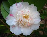 vignette Camélia ' PUNCTATA BOUTOURLIN ' camellia japonica