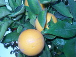 vignette Oranger valencia late