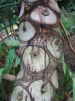 vignette philodendron selloum, le tronc